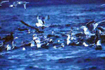 seabirds feeding
