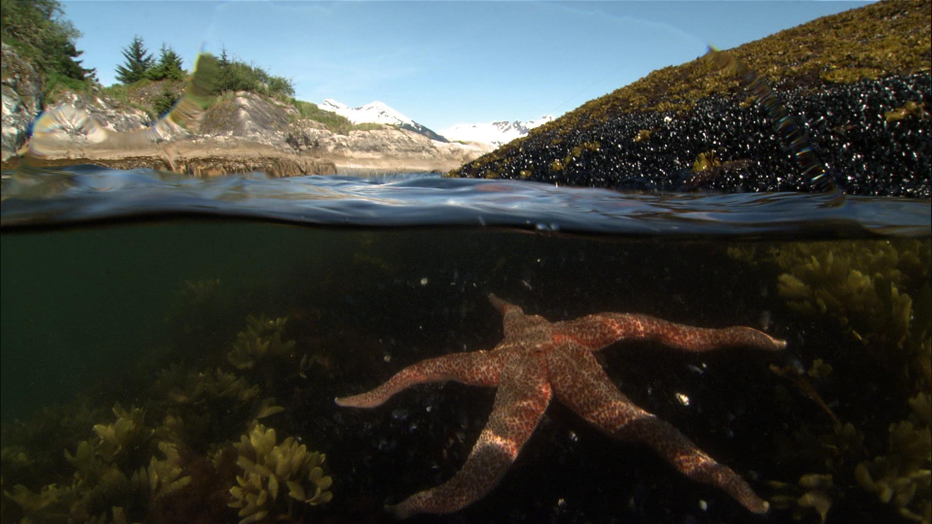 A sea star just below the water on a group of mussels. Forested rocky islands stand above water.