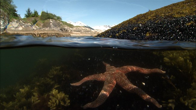 starfish split level image