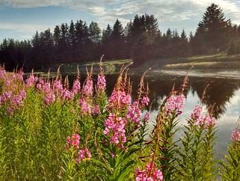 fireweed