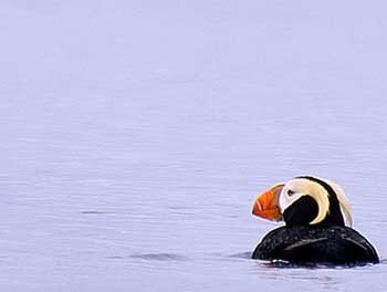 tufted puffin