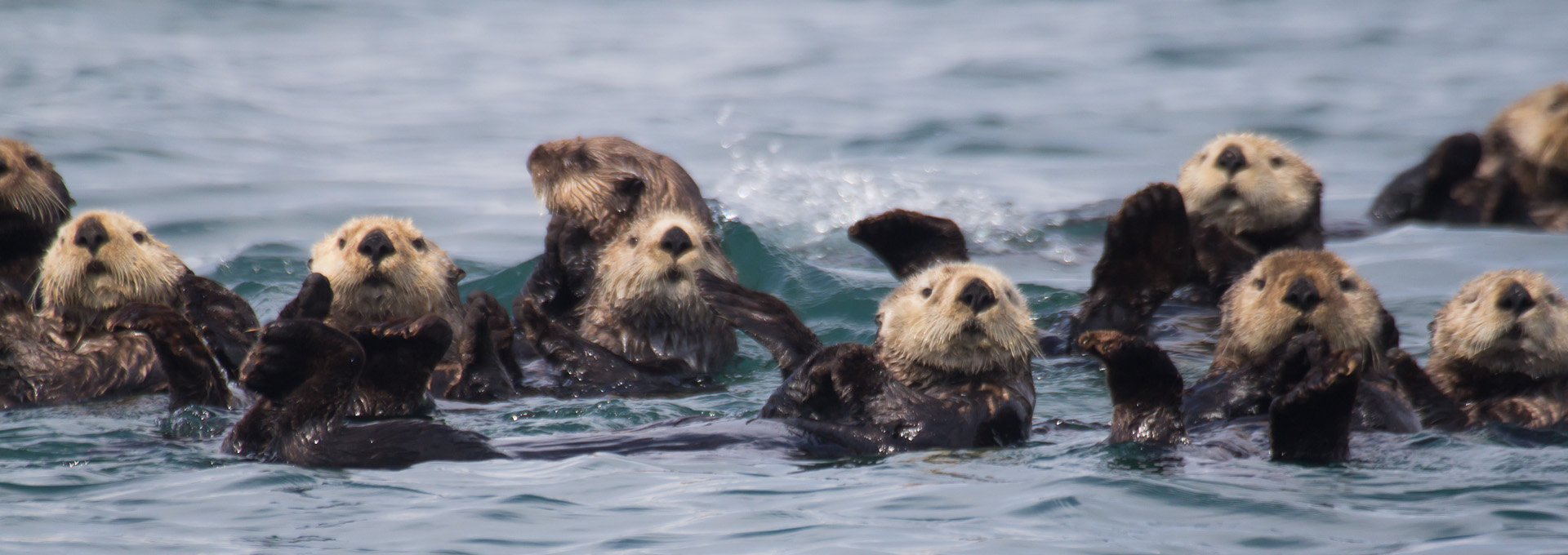 Sea otters in Glacier Bay Sea otters in Glacier Bay