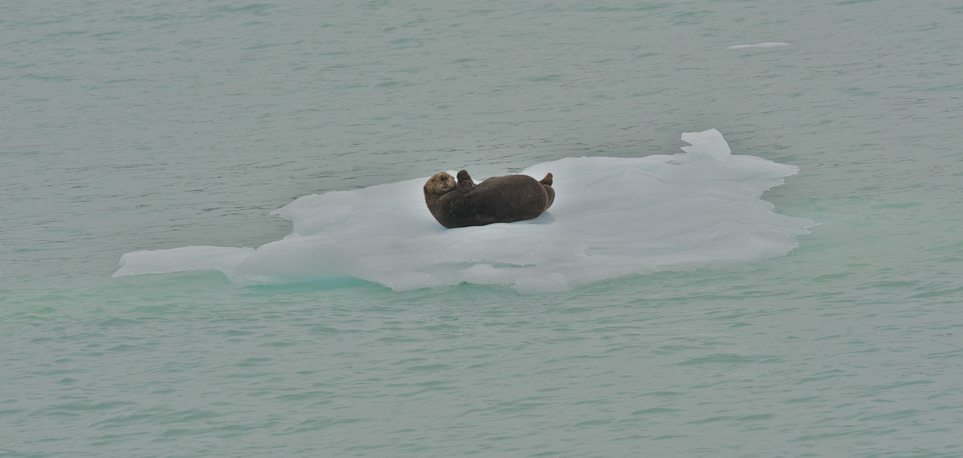 A sea otter on an ice berg. A sea otter on an ice berg.