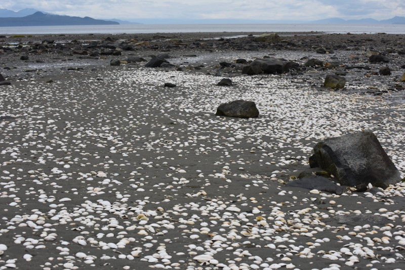 Clam shell middens made by sea otters