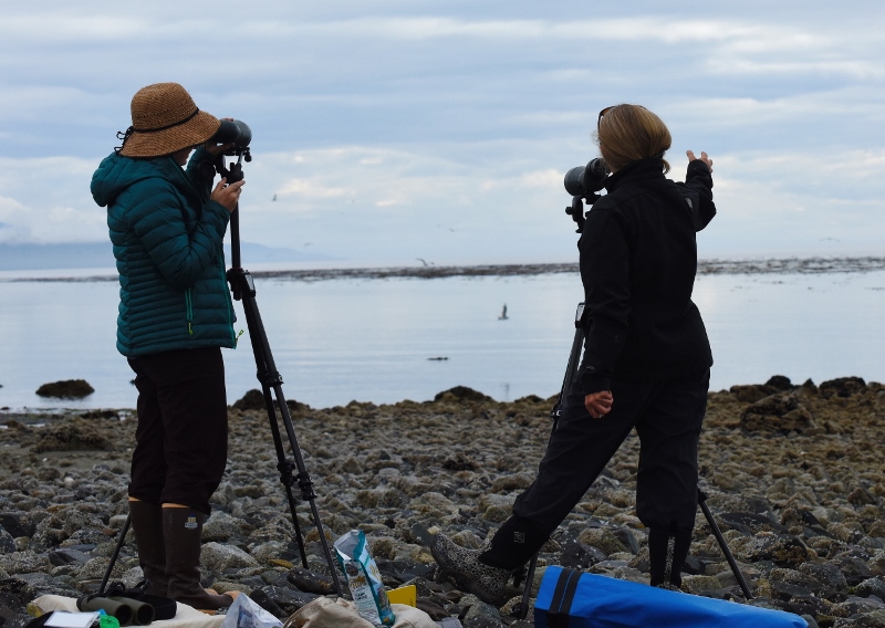 Researchers count sea otters Researchers count sea otters