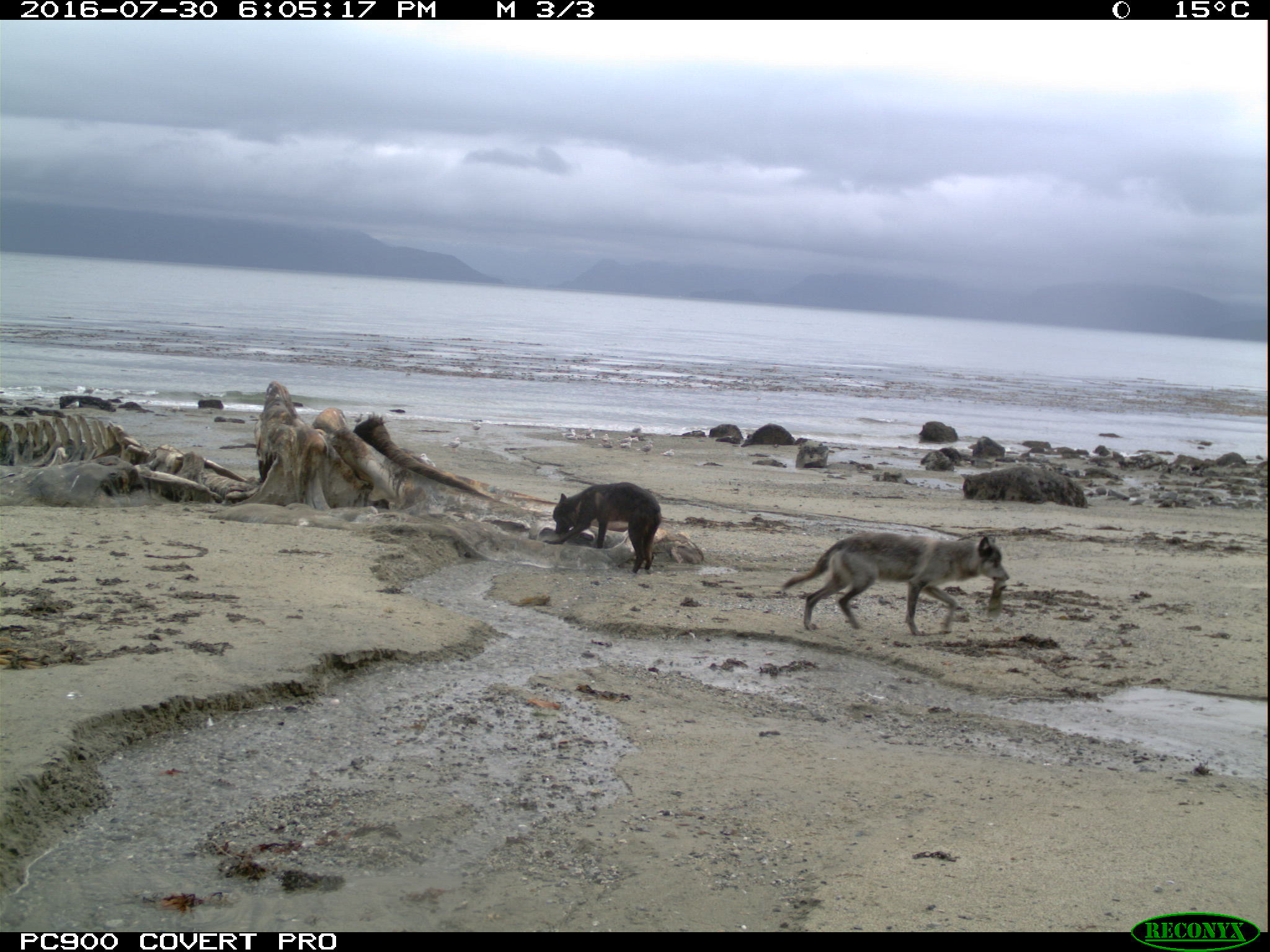 wolves eating whale carcass