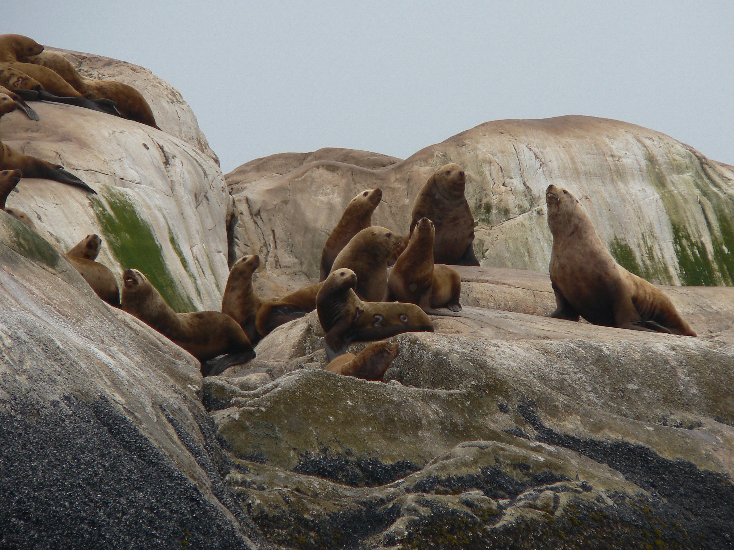 Steller sea lions loll on South Marble Island, including one branded sea lion. Steller sea lions loll on South Marble Island, including one branded sea lion.
