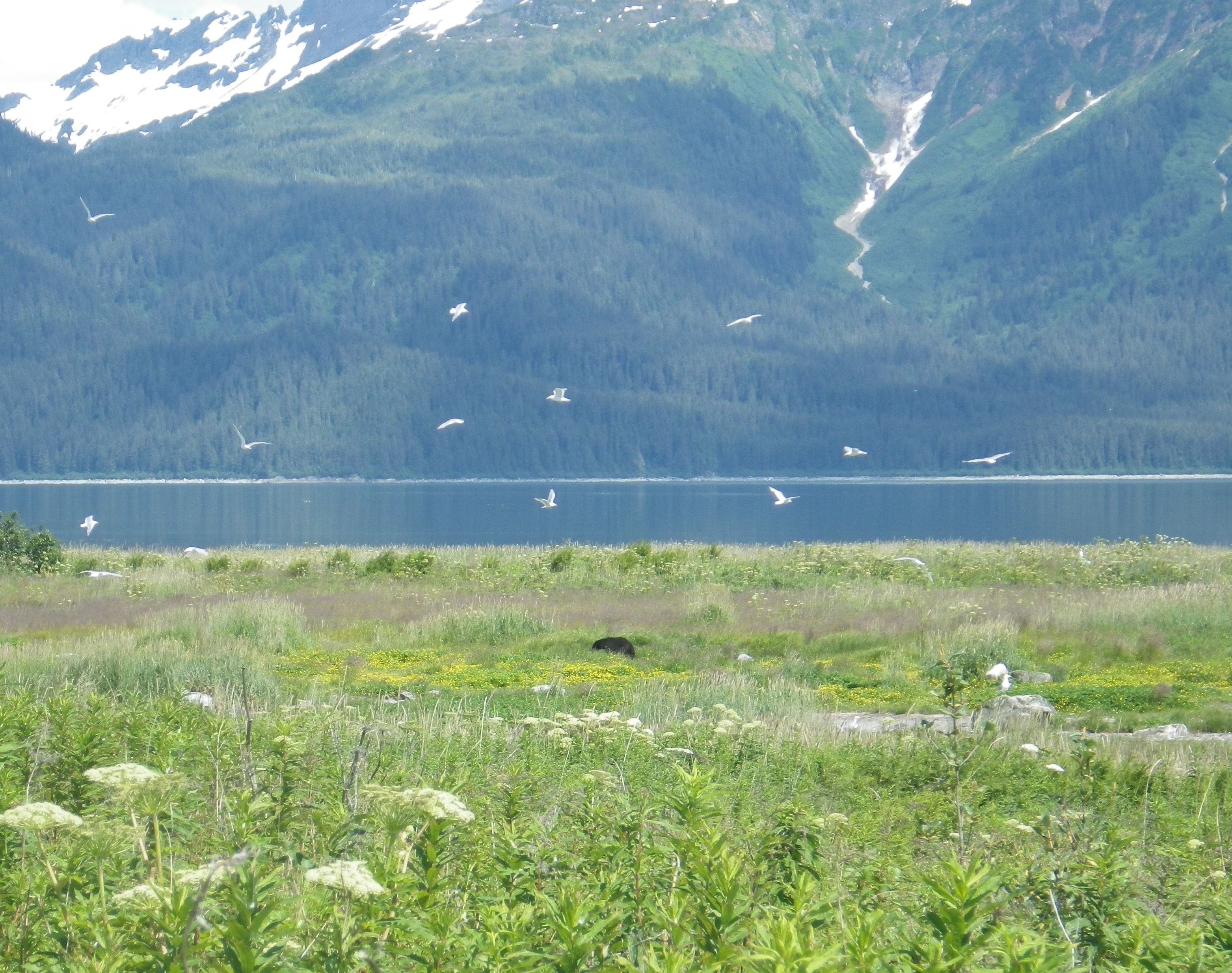 A black bear forages at a seabird nesting colony.