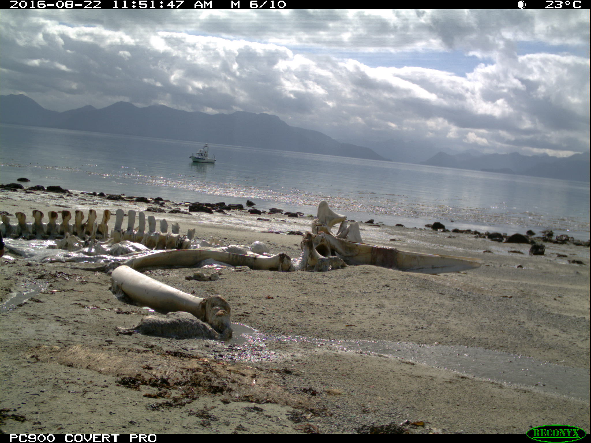 whale skeleton on beach