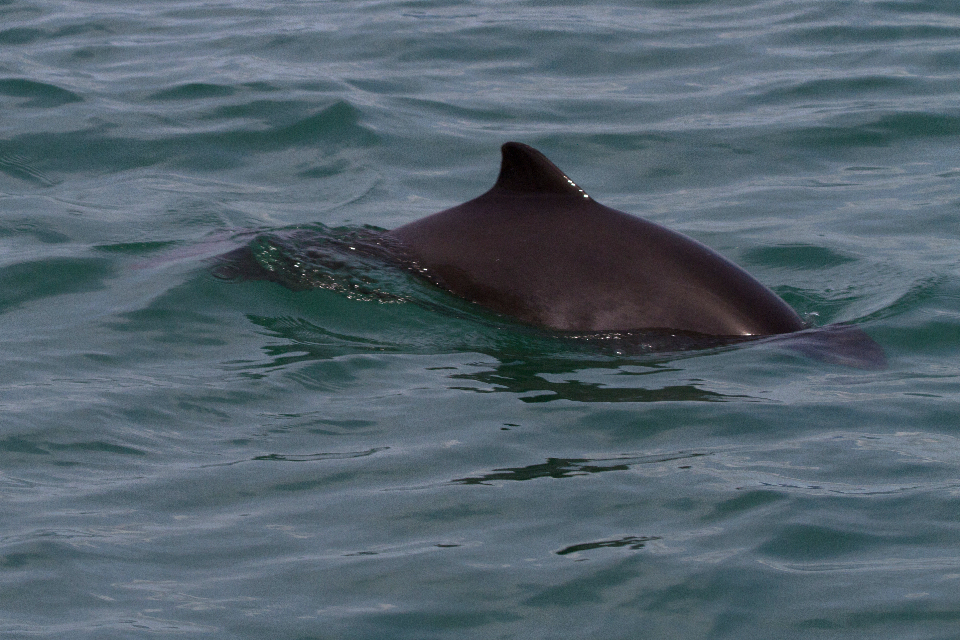 harbor porpoise