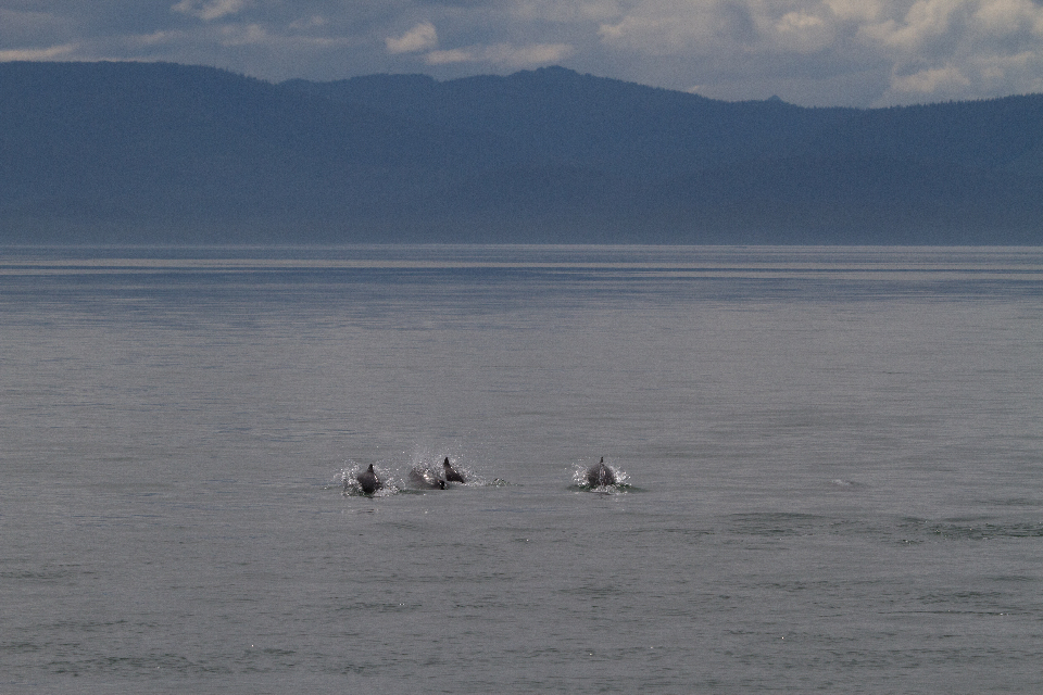 four porpoise porpoising