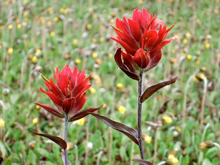 Indian Paintbrush