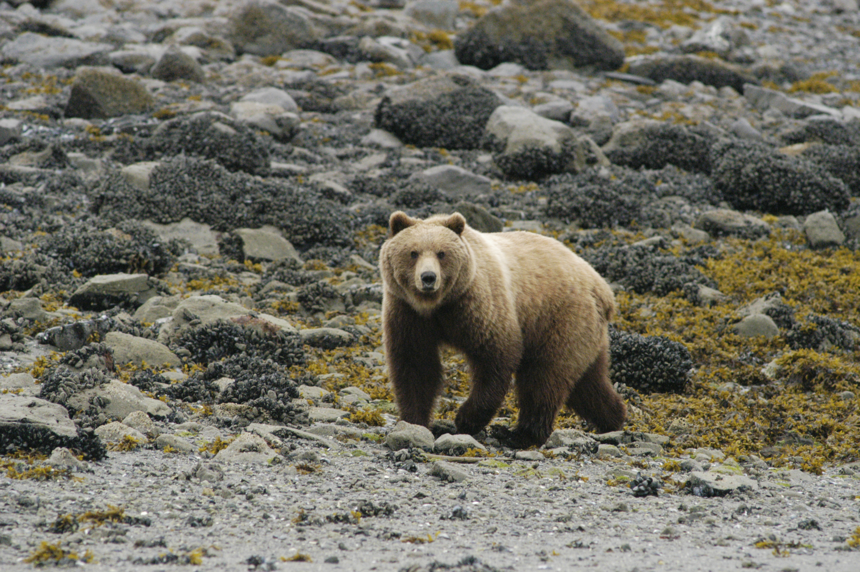 Brown bear in intertidal zone