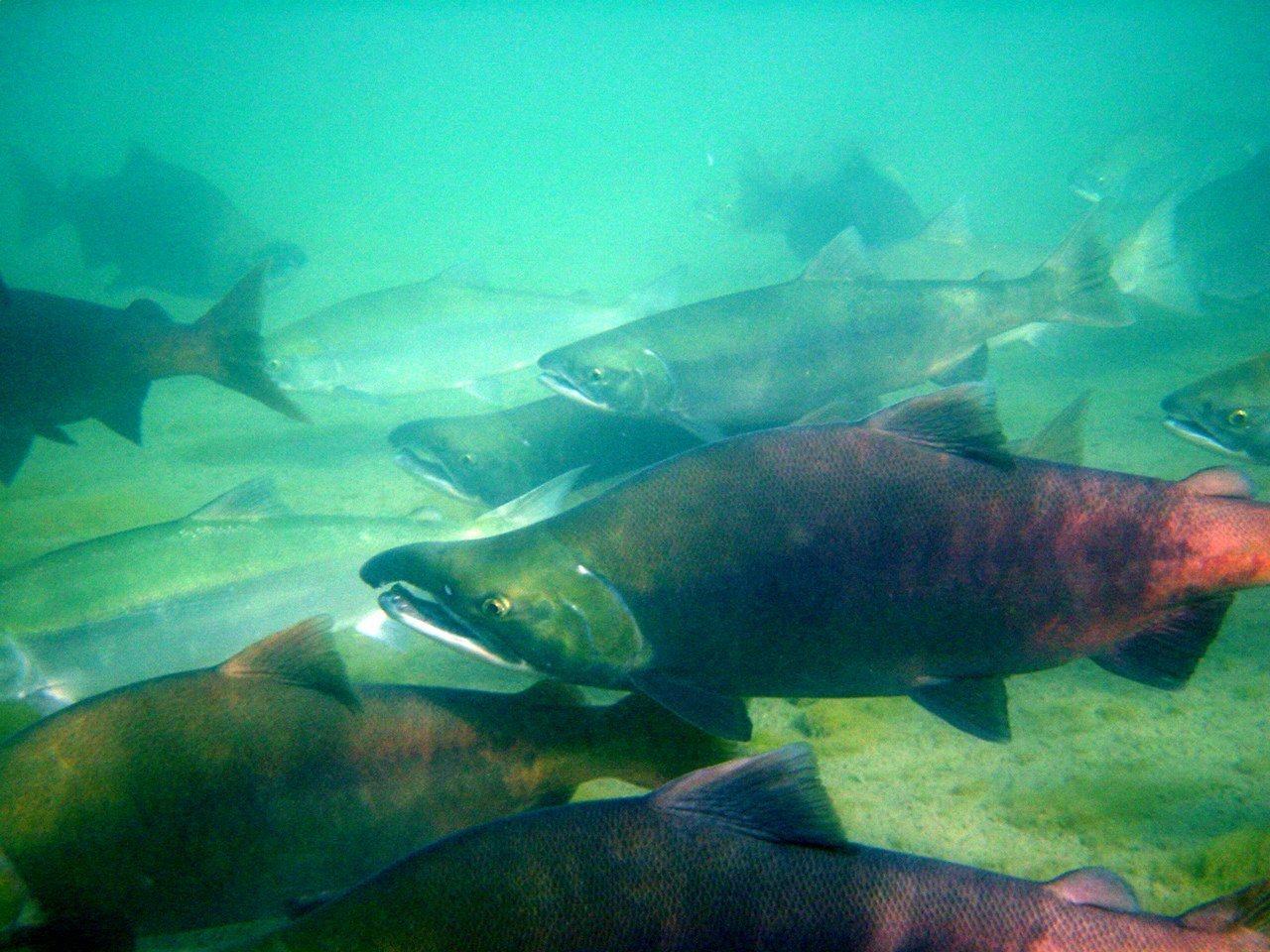 Sockeye salmon