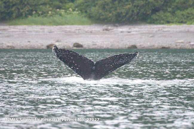humpback whale fluke sticking out of the water.