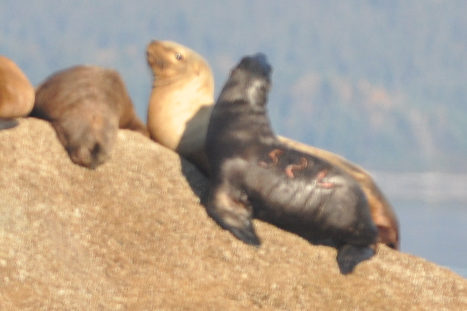 A recently branded sea lion