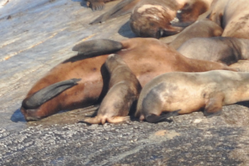 A nursing sea lion pup