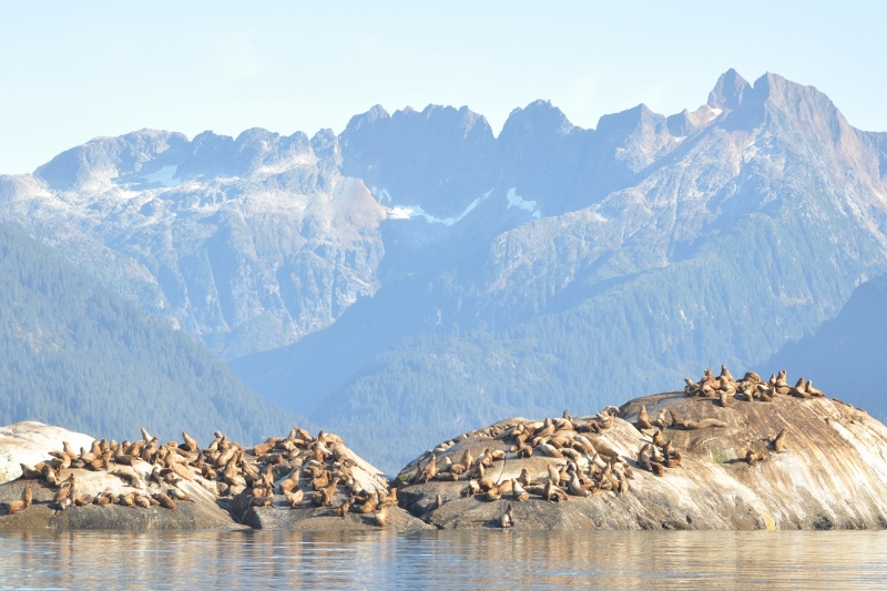 Sea lions in front of a mountain