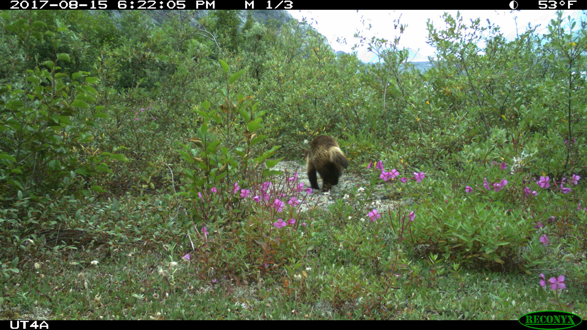 wolverine runs by a motion sensor camera