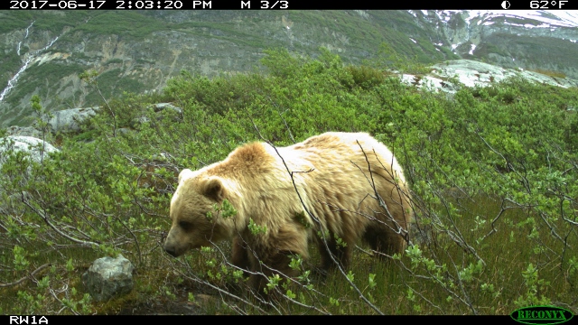 shaggy brown bear