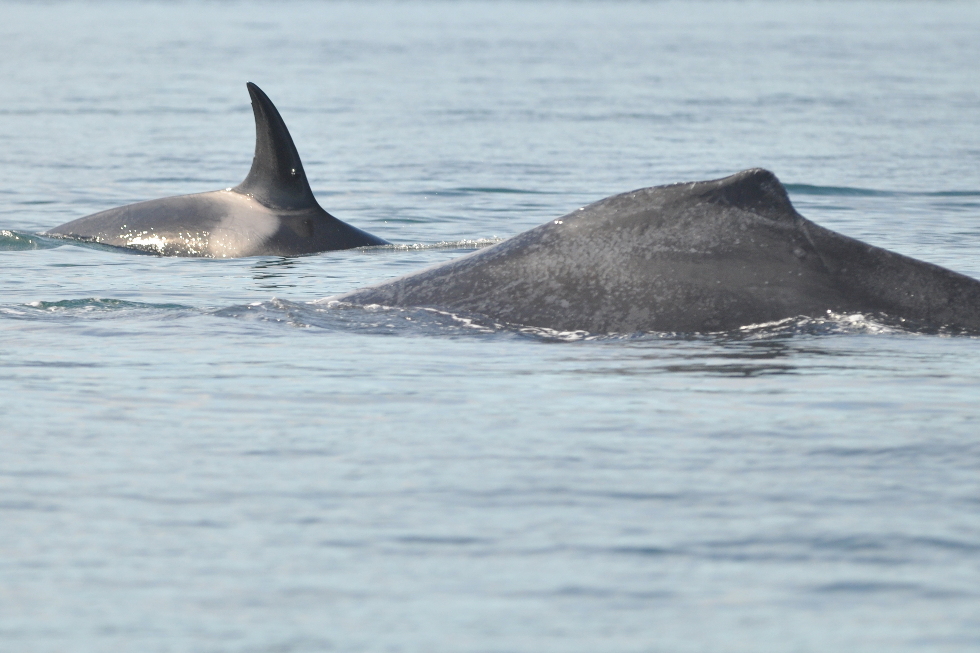 killer whale and humpback whale