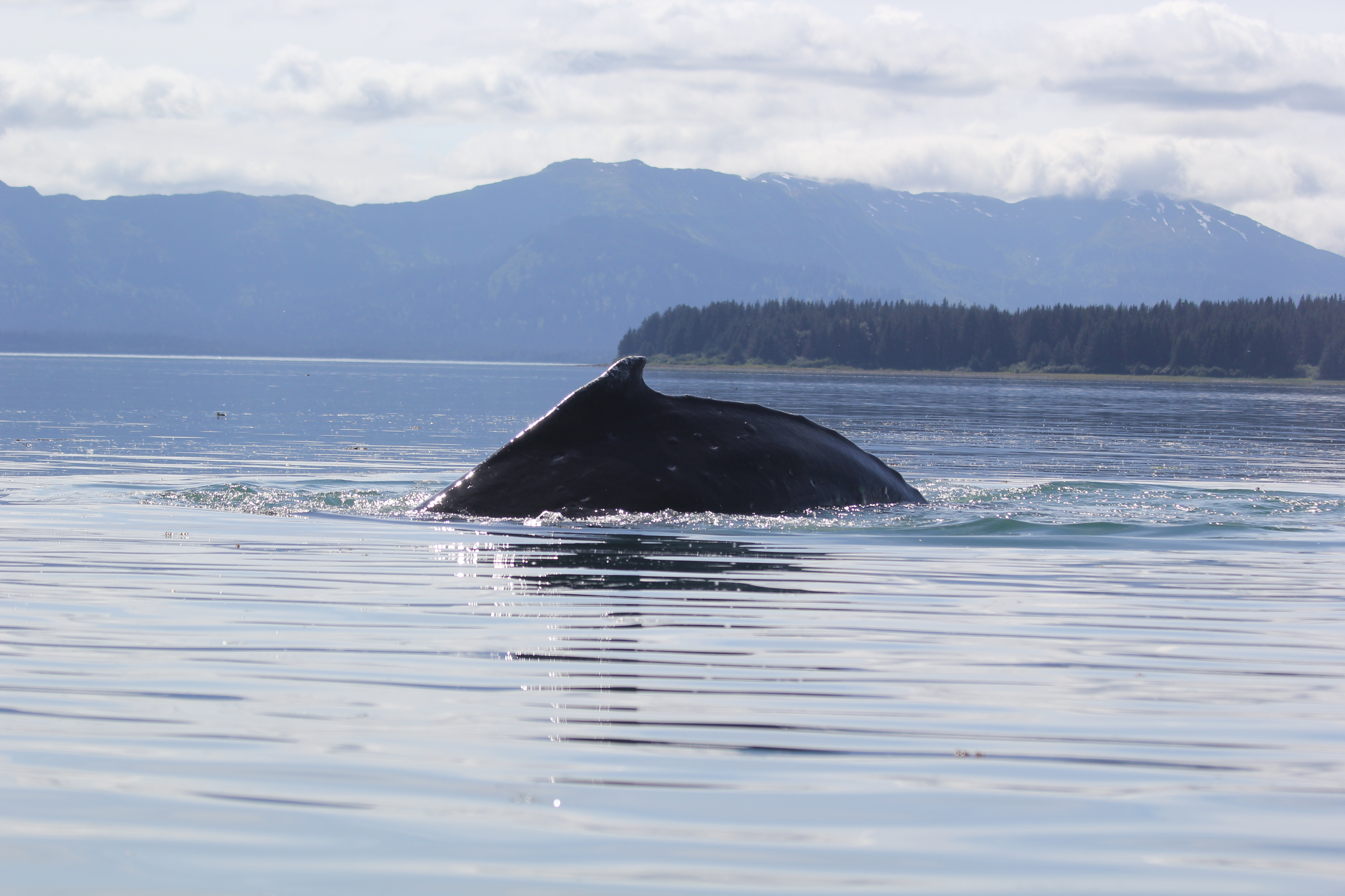 humpback whale dorsal fin