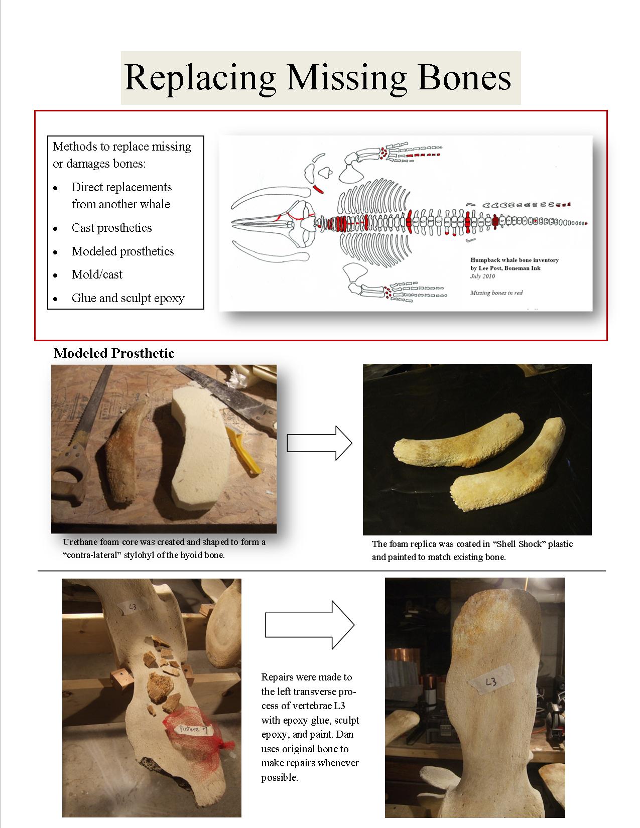 Replacing Missing Bones