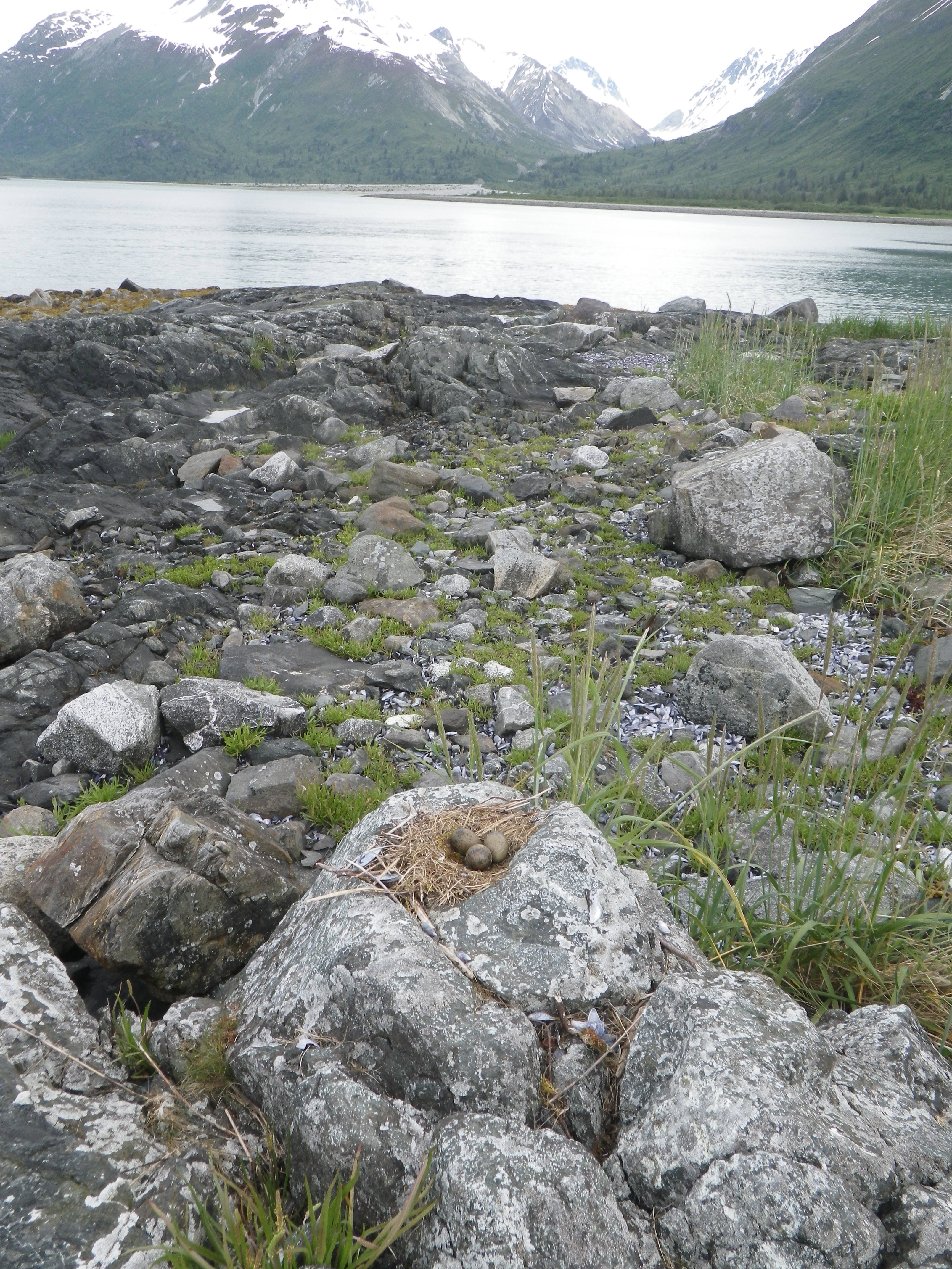 Mew gull nest Mew gull nest