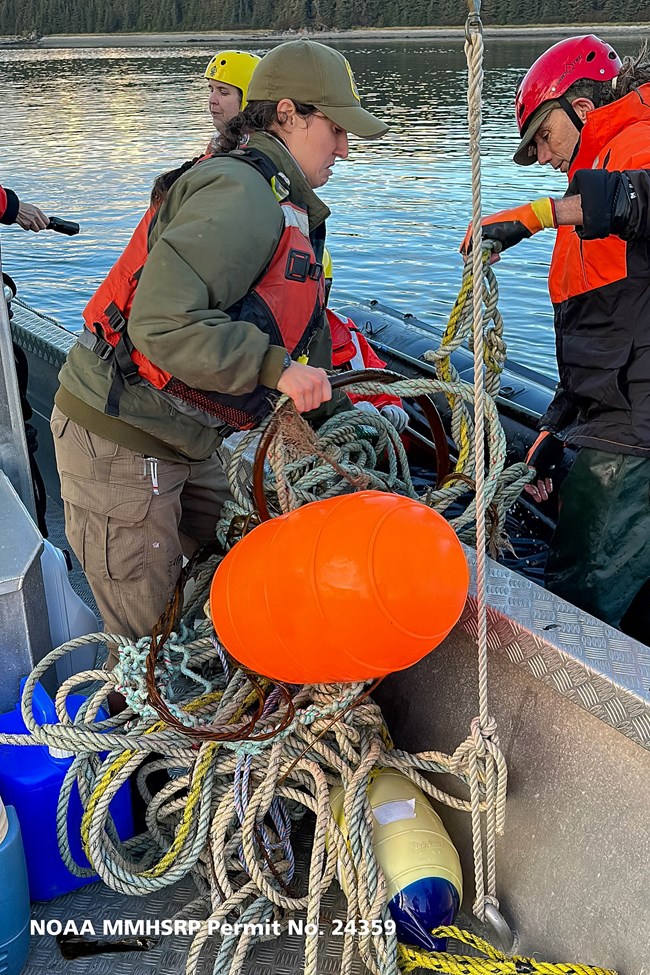 Park Ranger and other experts pull in line that was previously wrapped around entangled humpback whale.