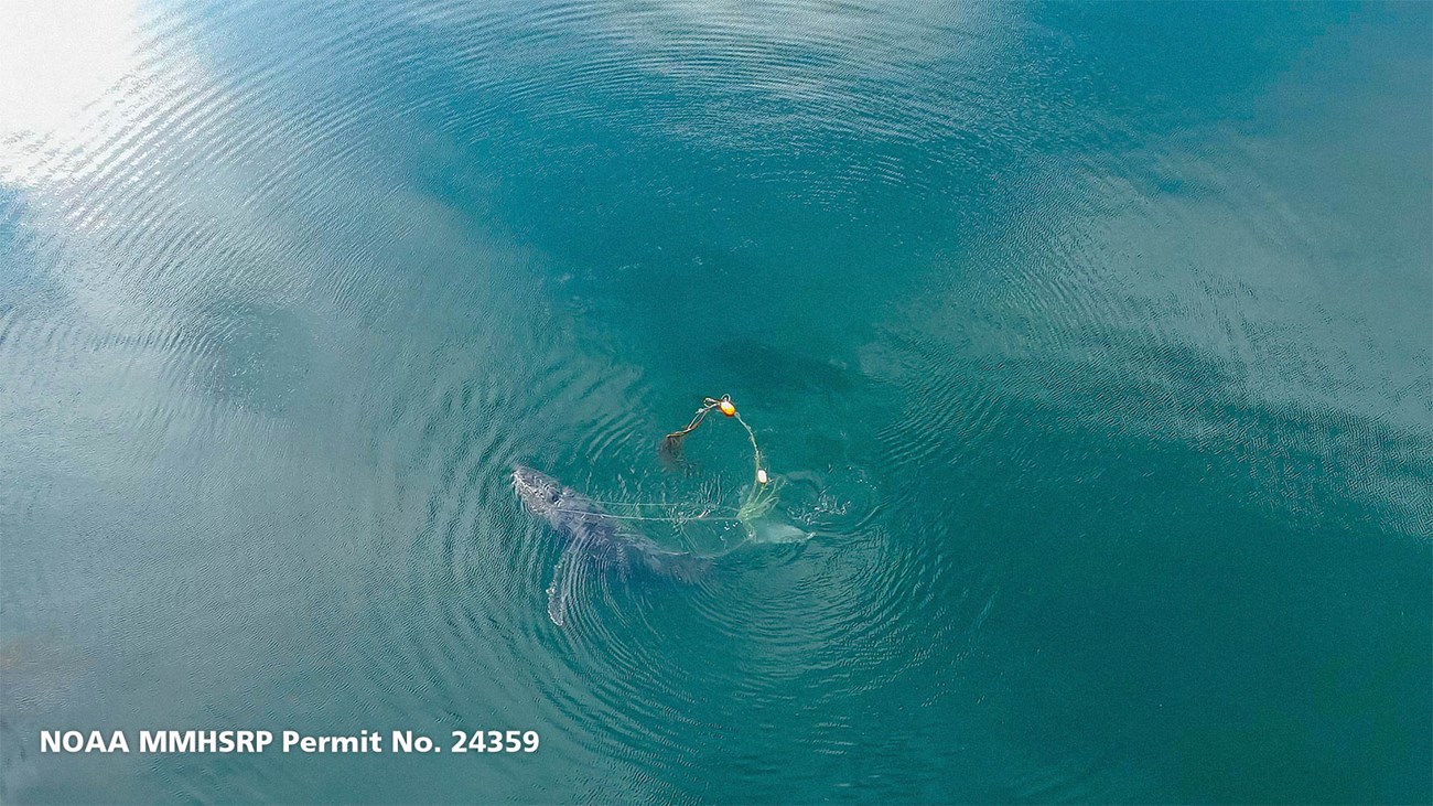 Sean Neilson/NOAA MMHSRP Permit No. 24359 Top down view of entangled humpback whale.