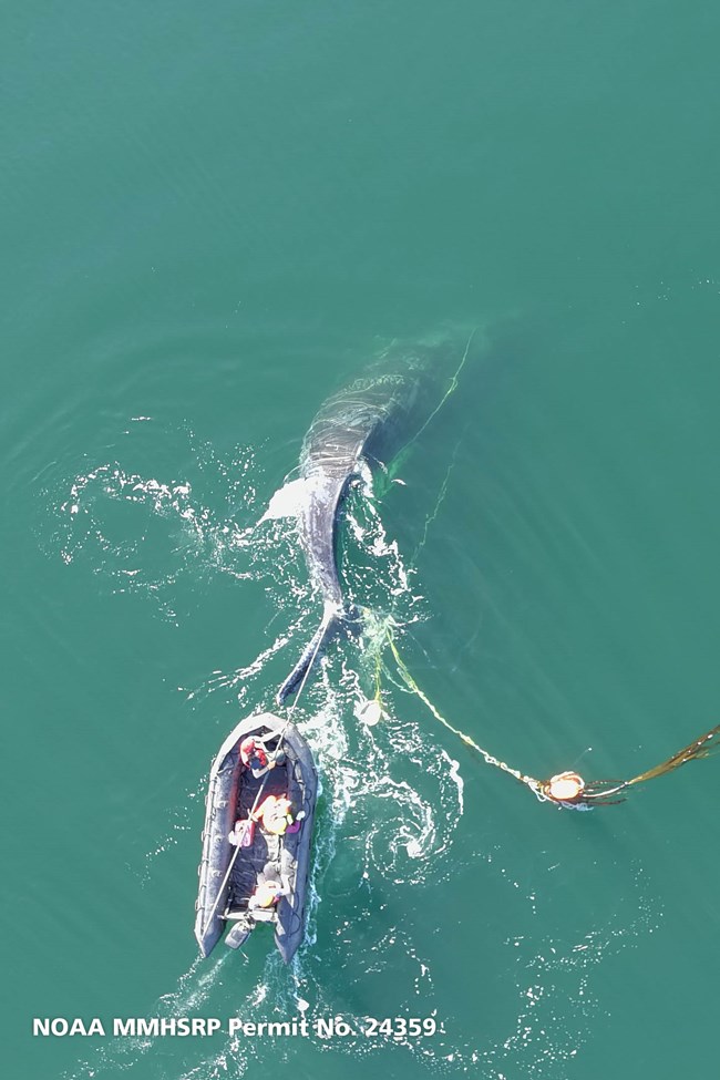 entangled humpback whale seen from above while team works to disentangle it.