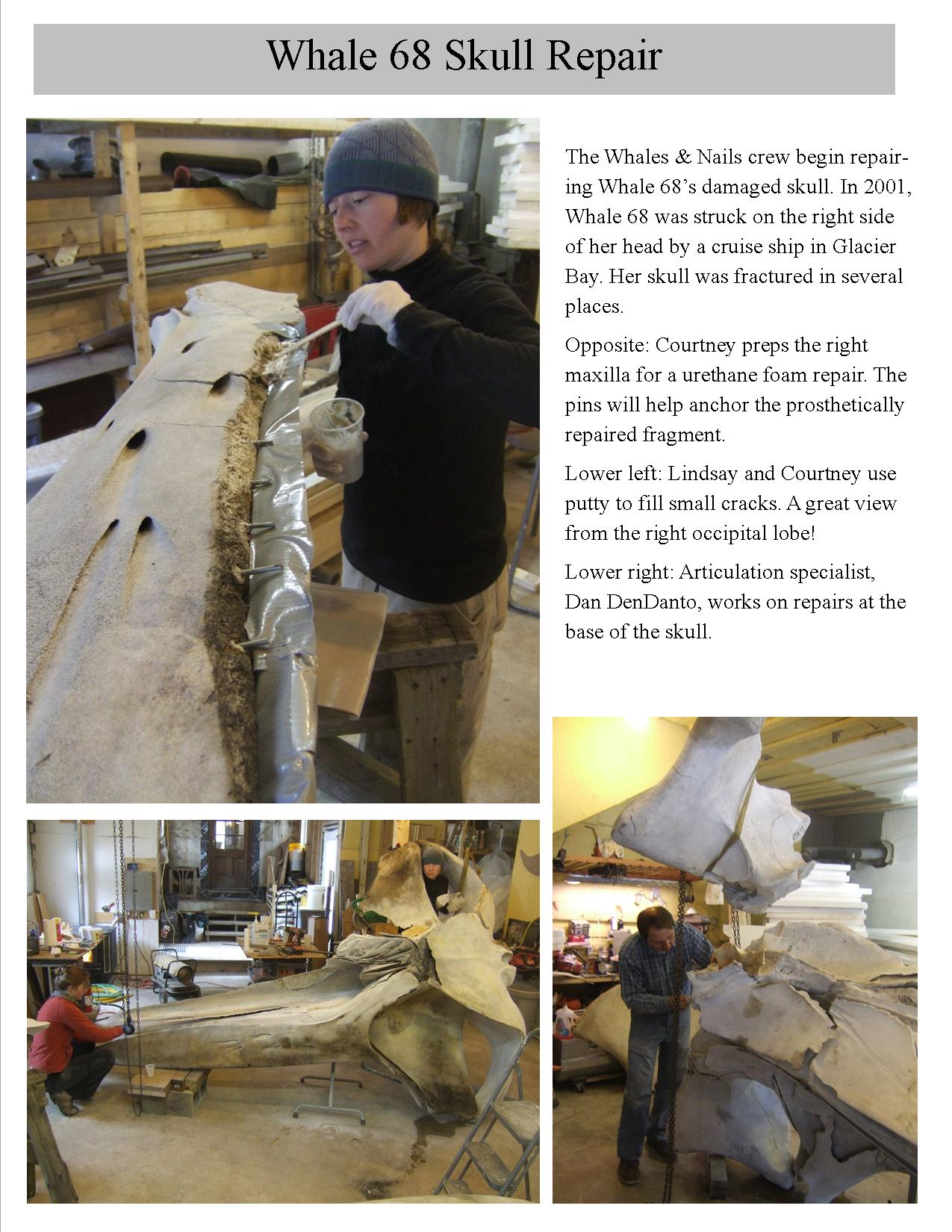 The Whales & Nails team repair Whale 68's skull.