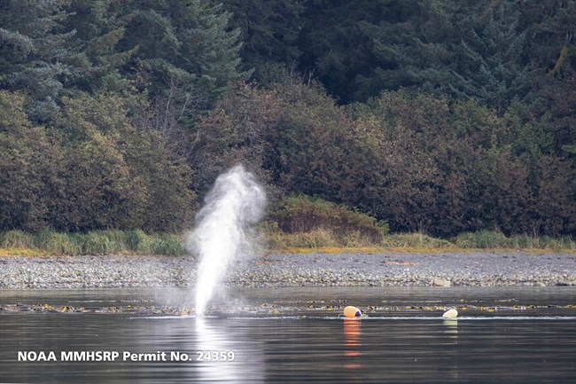 Humpback whale back just above the water's surface as a large puff of water vapor is blown into the sky. Two buoys are visible beside the whale.