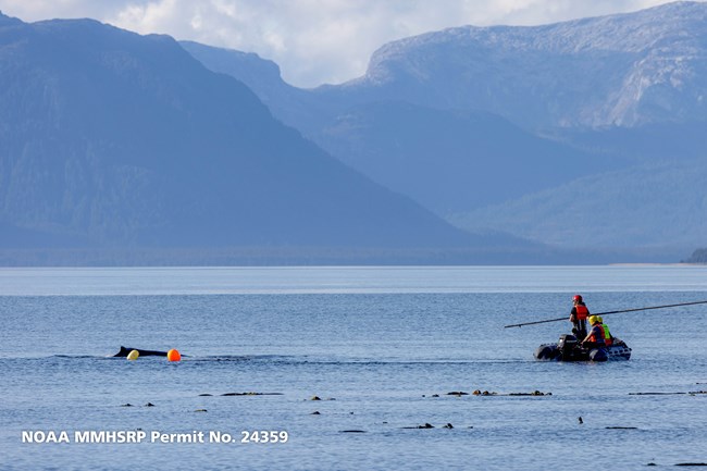 Three people in safety gear prepare to approach an entangled whale, one of them holds a long tool to aid in the disentanglement.