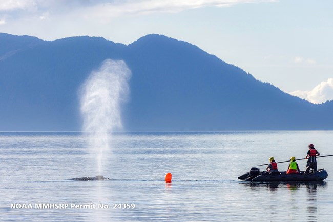 An entangled humpback whale blows water vapor high in the air as a boat with three whale experts circles it.