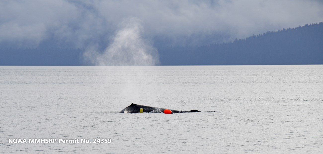 A humpback whale back just above the water's surface with a puff of water vapor above it from a recent breath. two buoys are visible beside the whale.