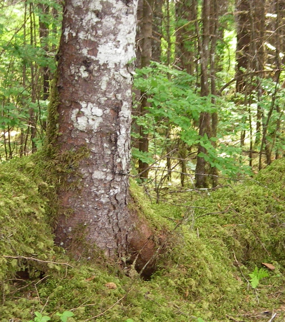 Sitka Spruce