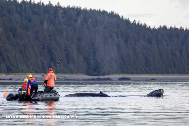 response team preparing to disentangle a humpback whale with only its nose and small dorsal fin above the water.