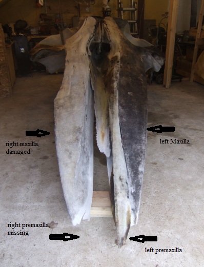 Snow's skull, including both mandibles weighed 1,312 pounds