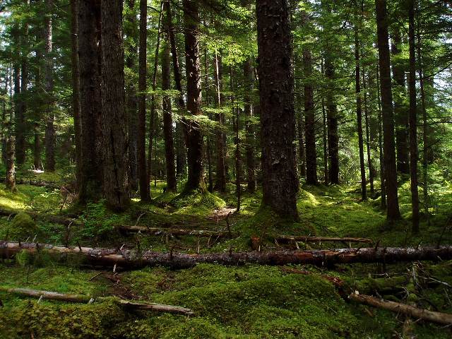 mossy forest