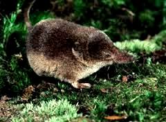 shrew two