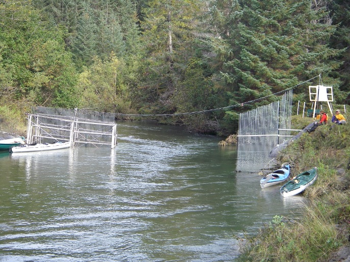Fish weir on the Bartlett River Fish weir on the Bartlett River