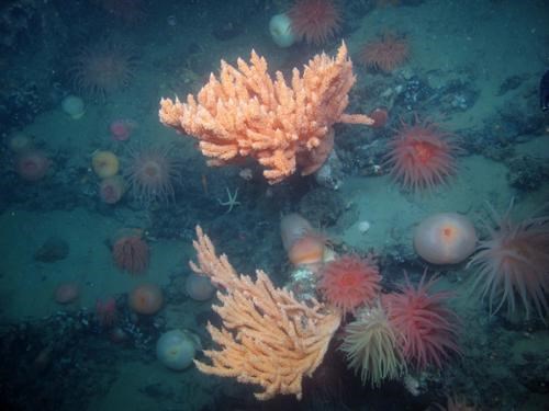 Young red tree coral near sea anemones