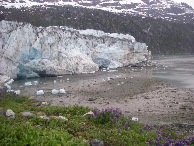 glacier with beach and lupines