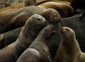 sea lions