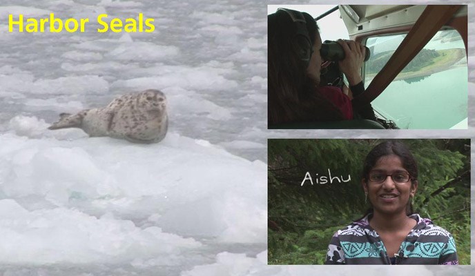 Harbor Seals Research