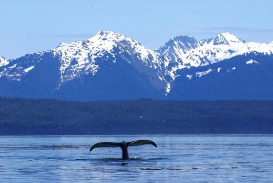 A whale tail surfaces in front of a mountain landscape.