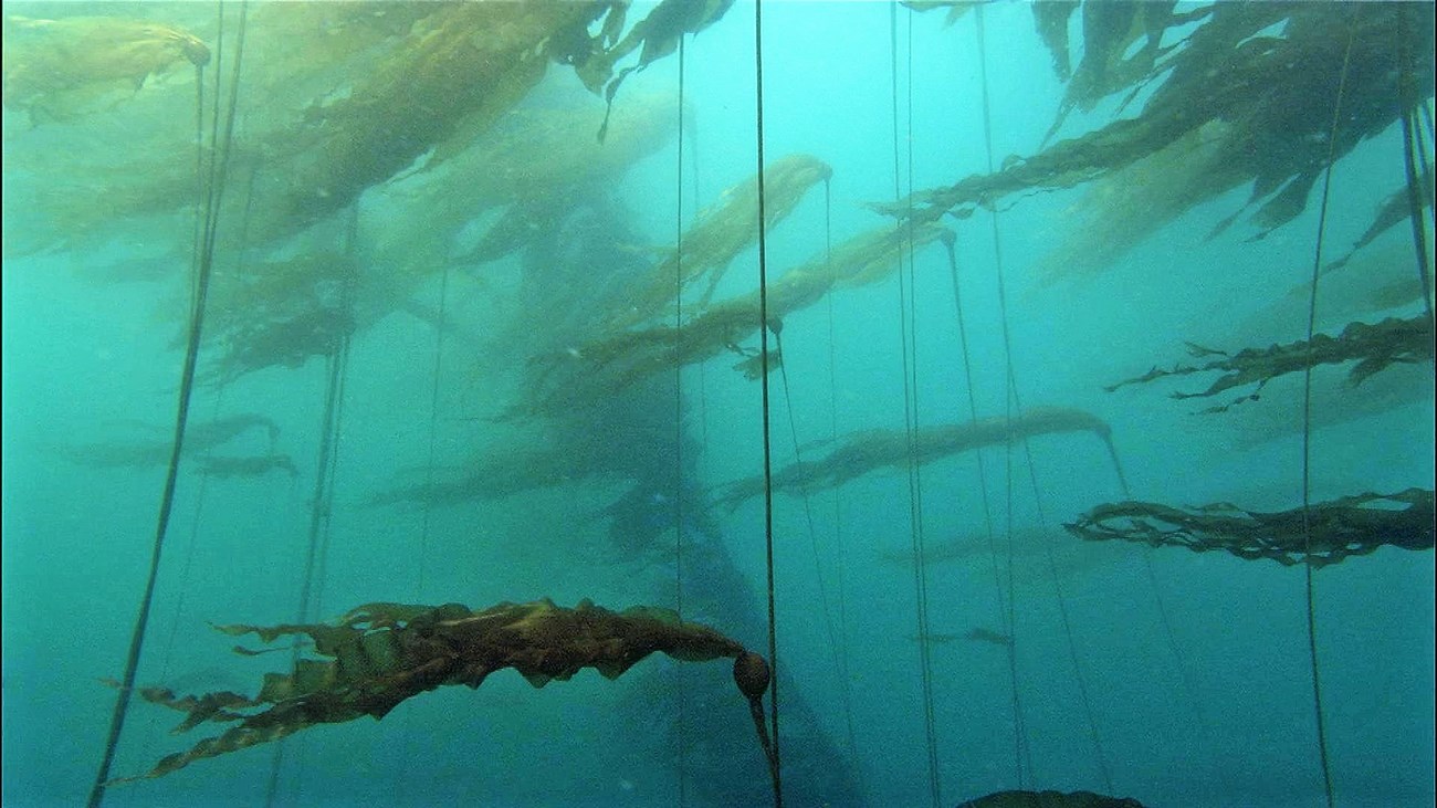 kelp forest