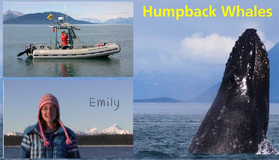 Humpback Whale Identification Cover Humpback Whale Identification Cover