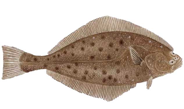 halibut halibut